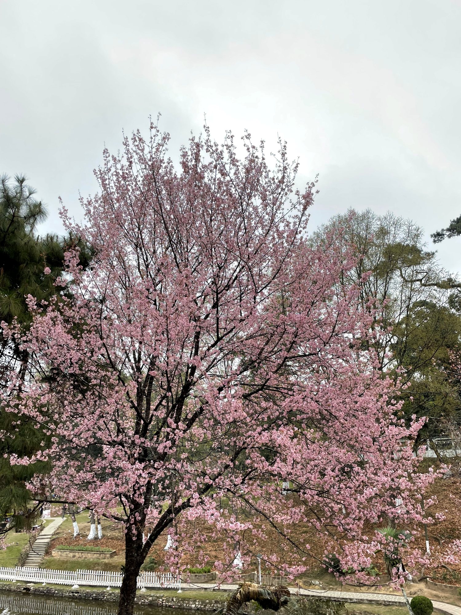 November's cherry blossom