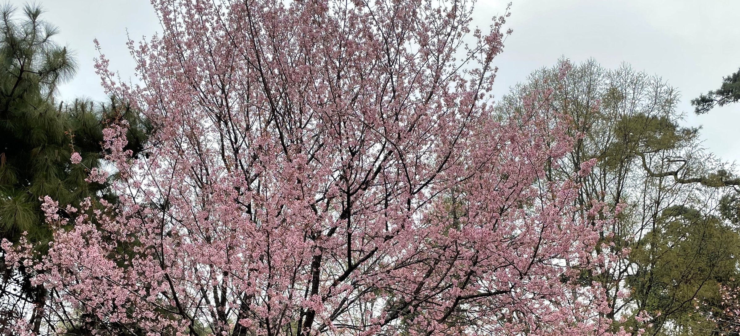 Shillong's November cherry blossom