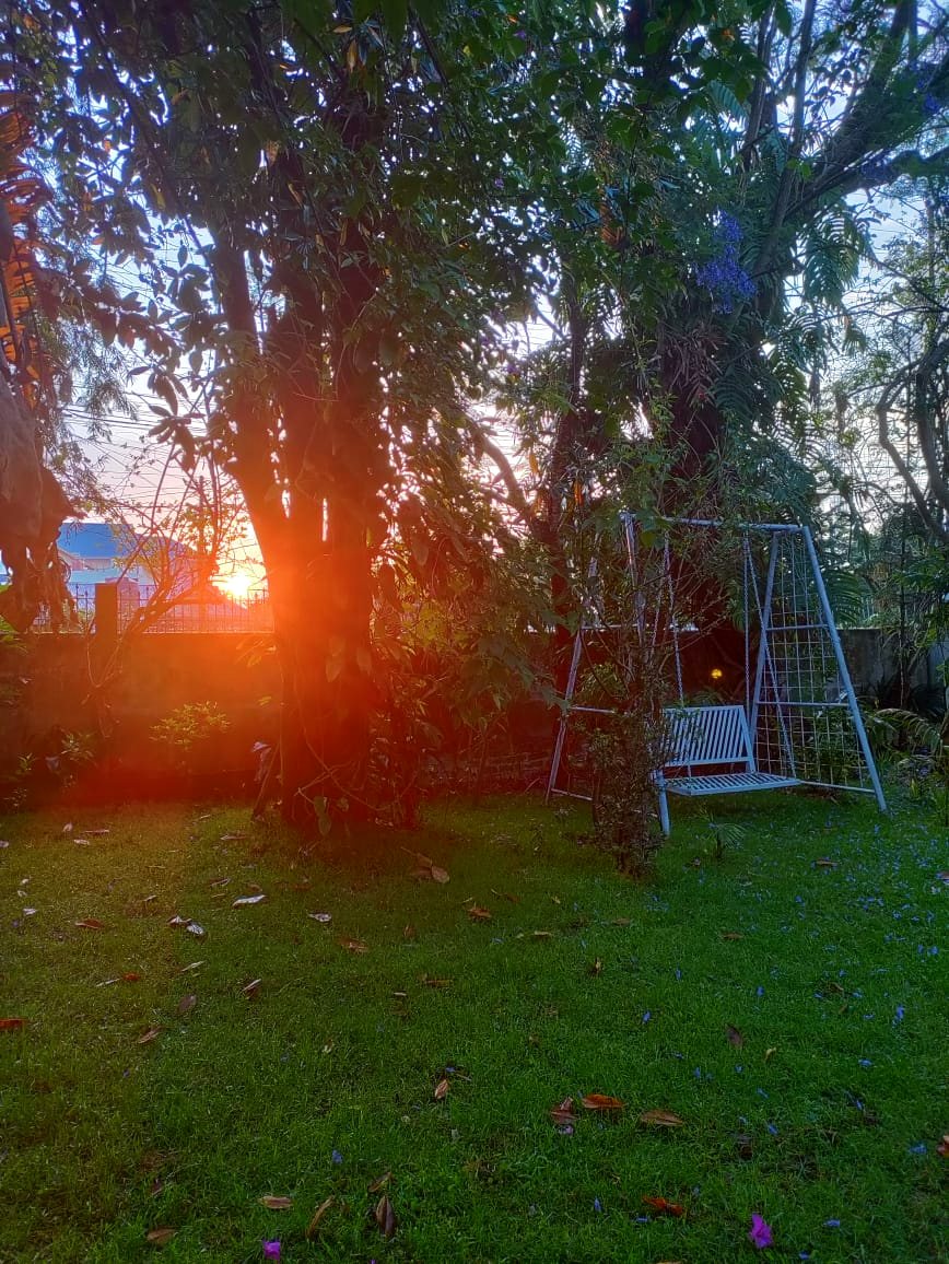 Sunset through the trees in the garden