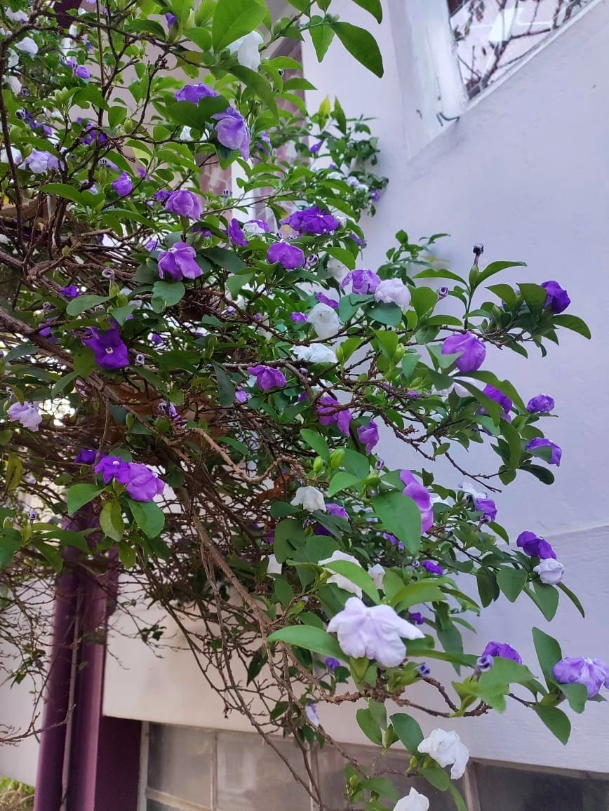 Petrea flowering by the verandah
