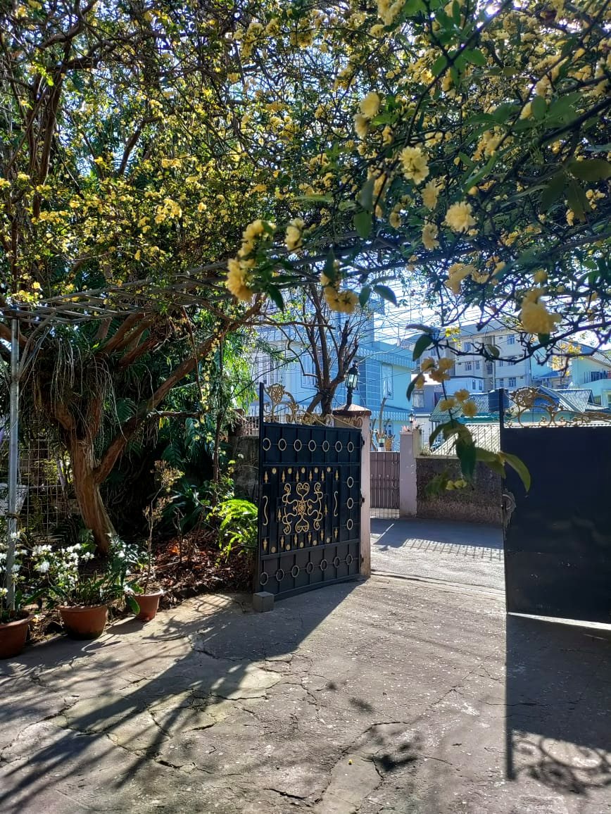 The gate under the yellow bloom