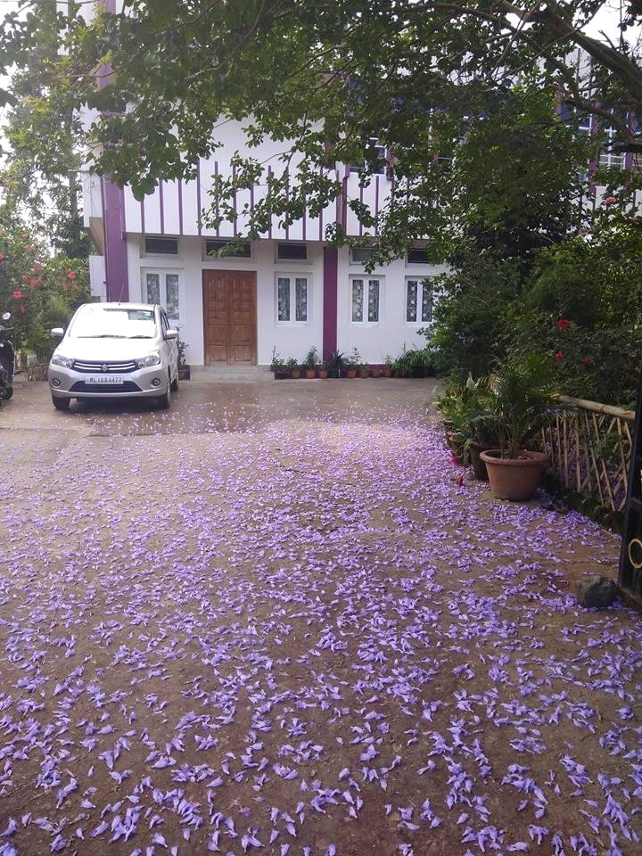 Jacaranda petals carpeting the driveway